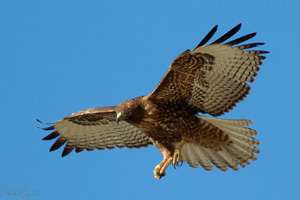 RufousMorph_RedTail_Juv_4296