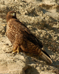 RufousMorph_RedTail_Juv_4300