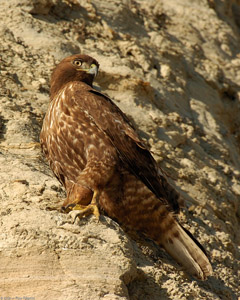 RufousMorph_RedTail_Juv_4310