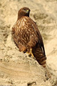 RufousMorph_RedTail_Juv_4315