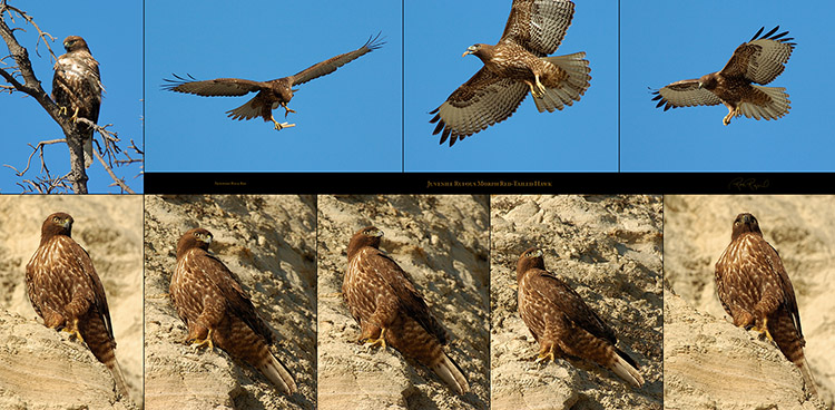 RufousMorph_RedTail_Juv_XXL