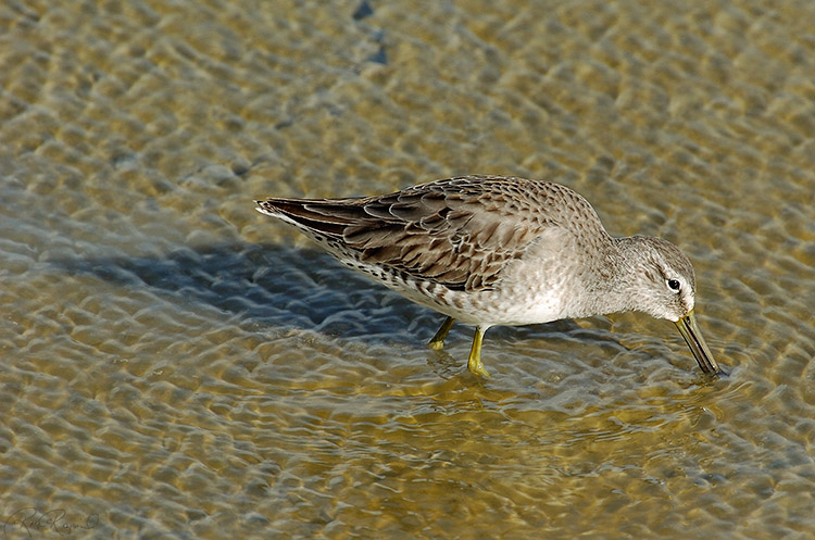 Short-Billed_Dowitcher_1260