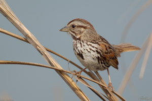 SongSparrow_X0666