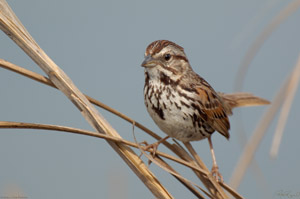 SongSparrow_X0667