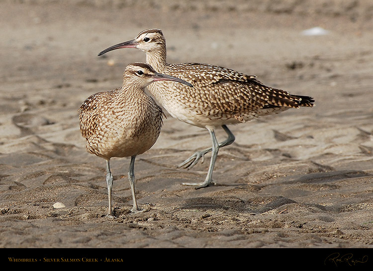 Whimbrels_X2940