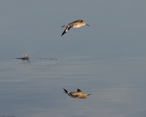 Willet_Flight_HS5912