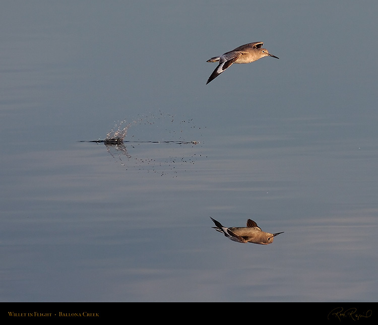 Willet_Flight_HS5912M