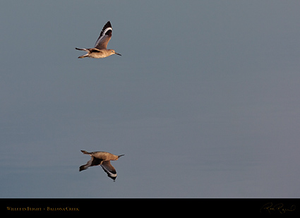 Willet_Flight_HS5914