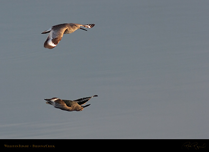 Willet_Flight_HS5920