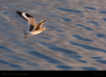 Willet_Flight_HS5997