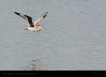 Willet_Flight_X0679