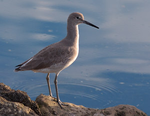 Willet_HS5873