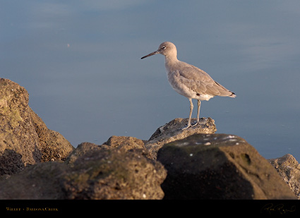 Willet_HS5885