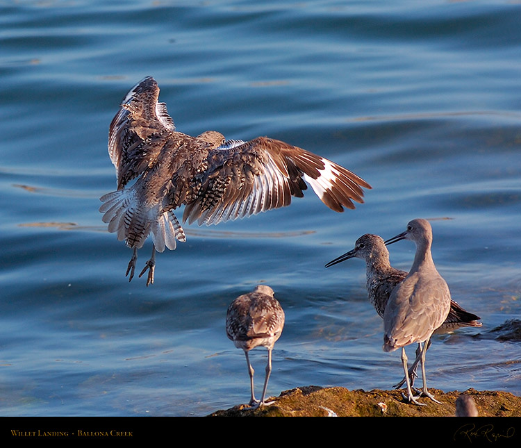 Willet_Landing_HS9666M