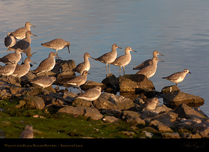 Willets_BlackBellied_Plovers_HS5985