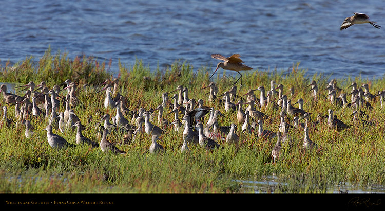 Willets_Godwits_HS1902LG