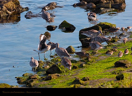 Willets_andSandpipers_HS9649