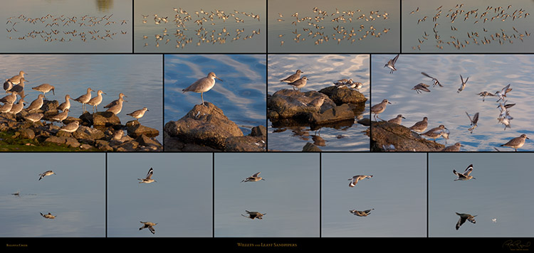 Willets_and_Least_Sandpipers_SXXL