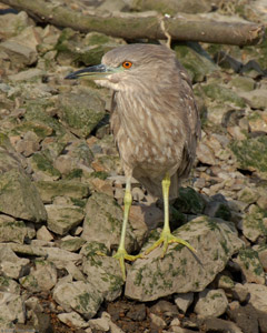 BCN_Heron_juv_X0742