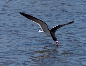 BlackSkimmer_HS4627