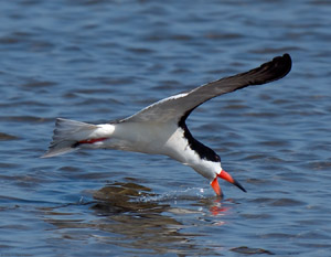 BlackSkimmer_X4515