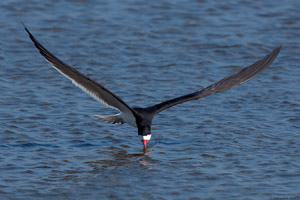 BlackSkimmer_X4516