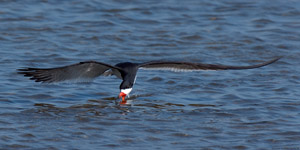 BlackSkimmer_X4517
