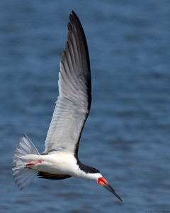 BlackSkimmer_X4519