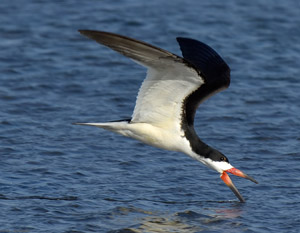 BlackSkimmer_X4601