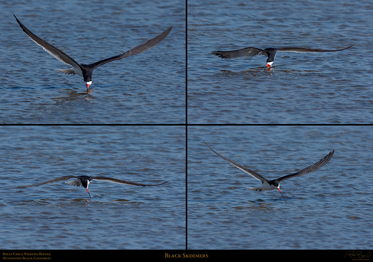 BlackSkimmer_XXL
