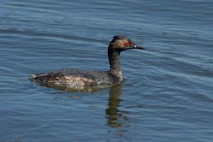 EaredGrebe_HS0957