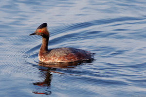 EaredGrebe_HS5160