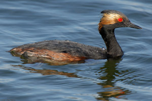 EaredGrebe_X0155