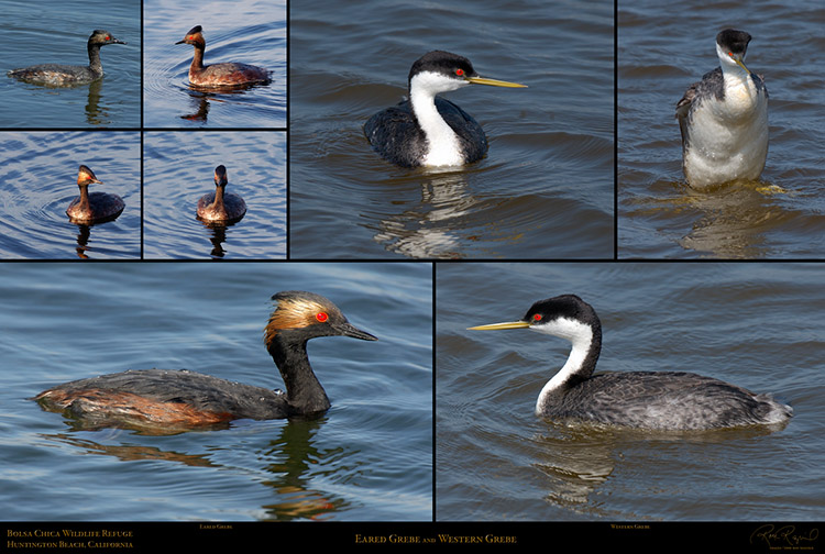 Eared_and_Western_Grebes_XXL