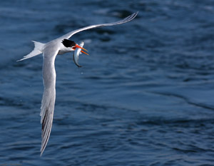 ElegantTern_Fish_HS4708