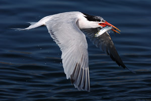 ElegantTern_Fish_HS5472