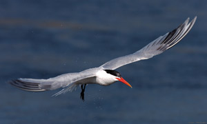 ElegantTern_HS5488