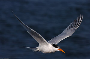 ElegantTern_HS5591
