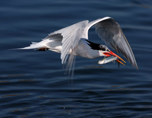 ElegantTern_SpittingFish_HS5471