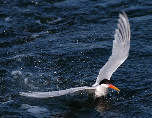 ElegantTern_Takeoff_HS5013