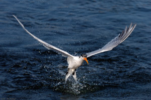 ElegantTern_Takeoff_HS5603