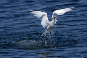 ElegantTern_Takeoff_X5003