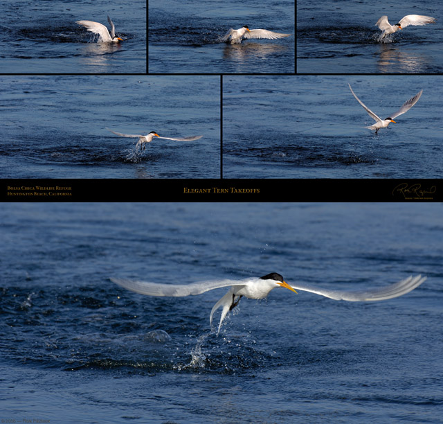 ElegantTern_Takeoffs_SXL