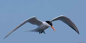 ElegantTern_X4558