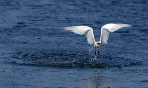 ElegantTern_takeoff_X5052