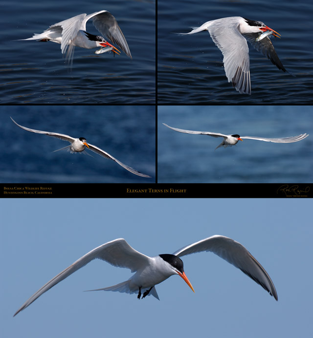 ElegantTerns_inFlight_SXL