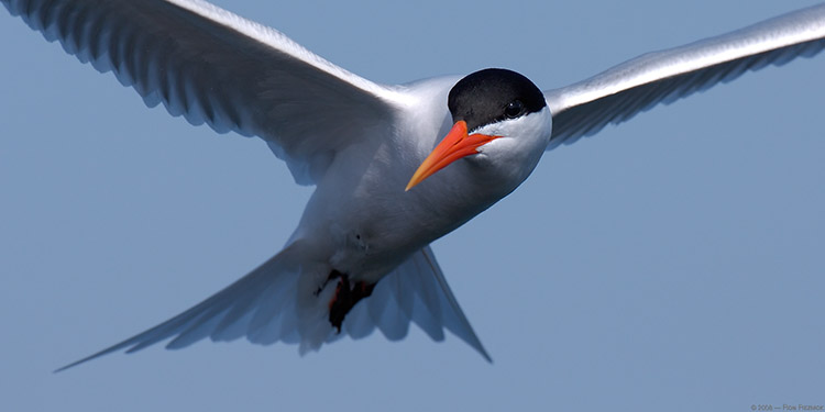 Elegant_Tern_close-portrait_X4570
