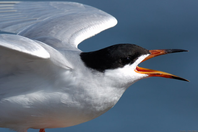 ForstersTern_Closeup_HS1210
