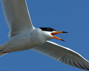 ForstersTern_Closeup_HS1264