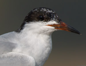 ForstersTern_Portrait_X0781
